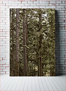 Πίνακας, Dense Forest Πυκνό δάσος
