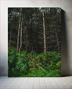 Πίνακας, Dense Forest with Tall Trees Πυκνό δάσος με ψηλά δέντρα