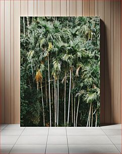 Πίνακας, Dense Palm Tree Forest Πυκνό Φοινικόδασος