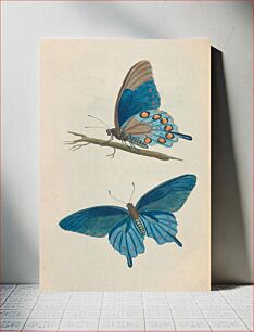 Πίνακας, Descriptions of the insects of North America (ca. 1824–1828) by Thomas Say