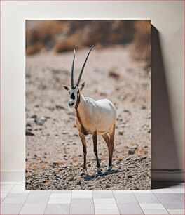 Πίνακας, Desert Antelope Αντιλόπη της ερήμου