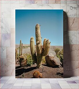 Πίνακας, Desert Cacti Under the Sky Κάκτοι της ερήμου κάτω από τον ουρανό