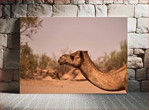 Πίνακας, Desert Camel Καμήλα της ερήμου