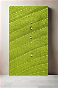 Πίνακας, Dew Drops on Leaf Σταγόνες δροσιάς στα φύλλα
