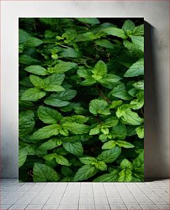 Πίνακας, Dew on Mint Leaves Δροσιά σε φύλλα μέντας