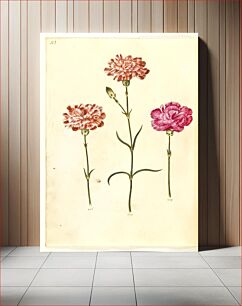 Πίνακας, Dianthus caryophyllus (garden carnation) by Maria Sibylla Merian