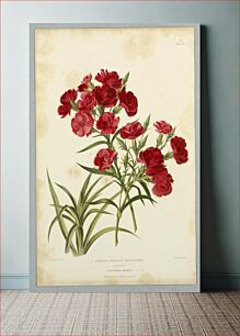 Πίνακας, Dianthus Hybridus Multiflorus, Plate LI from Edward George Henderson's "The Illustrated Bouquet", Mrs Withers