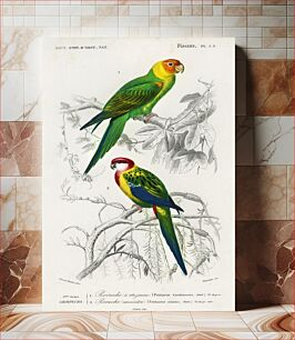 Πίνακας, Different types of birds illustrated by Charles Dessalines D' Orbigny (1806-1876)