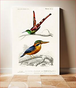 Πίνακας, Different types of birds illustrated by Charles Dessalines D' Orbigny (1806-1876)