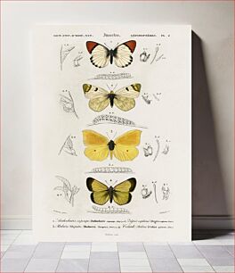 Πίνακας, Different types of butterfly illustrated by Charles Dessalines D' Orbigny (1806-1876)