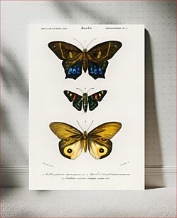 Πίνακας, Different types of butterfly illustrated by Charles Dessalines D' Orbigny (1806-1876)