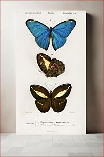 Πίνακας, Different types of butterfly illustrated by Charles Dessalines D' Orbigny (1806-1876)
