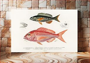 Πίνακας, Different types of fishes illustrated by Charles Dessalines D' Orbigny (1806-1876)
