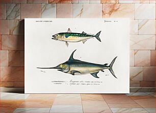 Πίνακας, Different types of fishes illustrated by Charles Dessalines D' Orbigny (1806-1876)