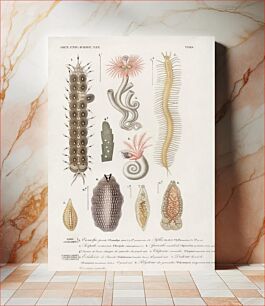 Πίνακας, Different types of marine life illustrated by Charles Dessalines D' Orbigny (1806-1876)