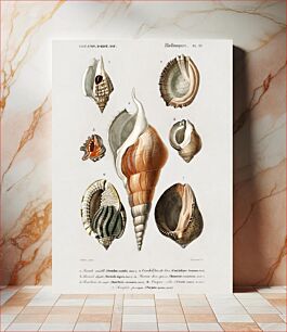 Πίνακας, Different types of mollusks illustrated by Charles Dessalines D' Orbigny (1806-1876)
