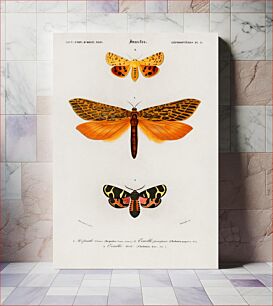 Πίνακας, Different types of moths illustrated by Charles Dessalines D' Orbigny (1806-1876)