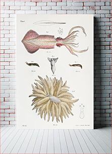 Πίνακας, Different types of Squids illustration from Zoology of New York (1842–1844) by James Ellsworth De Kay