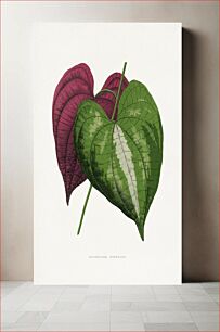 Πίνακας, Dioscorea leaf illustration