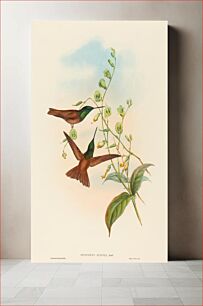 Πίνακας, Diphogena aurora (Gould's Rainbow) by John Gould (1804–1881) and Henry Constantine Richter (1821-1902)