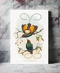 Πίνακας, Diphyllodes chrysoptera; Magnificent Bird of Paradise (1804–1898) by John Gould and William Matthew Hart