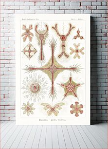 Πίνακας, Discoidea–Scheiben-Strahlinge from Kunstformen der Natur (1904) by Ernst Haeckel