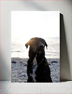 Πίνακας, Dog by the Sea at Sunset Σκύλος δίπλα στη θάλασσα στο ηλιοβασίλεμα