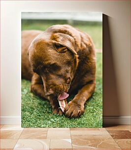 Πίνακας, Dog Chewing a Bone on Grass Σκύλος που μασάει ένα κόκαλο στο γρασίδι