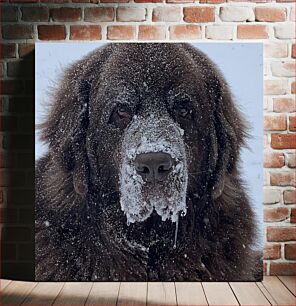 Πίνακας, Dog Covered in Snow Σκύλος καλυμμένος στο χιόνι