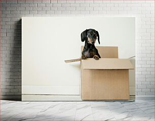 Πίνακας, Dog in a Box Σκύλος σε κουτί