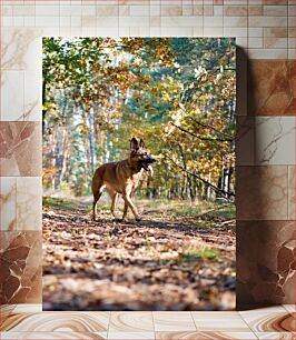Πίνακας, Dog in Forest Σκύλος στο Δάσος