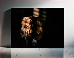 Πίνακας, Dog in Shadows Σκύλος στις σκιές