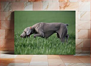 Πίνακας, Dog in the Field Σκύλος στο χωράφι