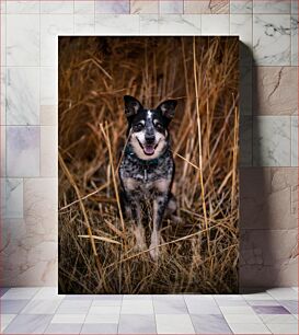 Πίνακας, Dog in the Field Σκύλος στο χωράφι