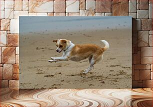 Πίνακας, Dog Jumping on Beach Σκύλος που πηδά στην παραλία