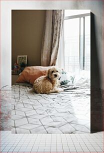 Πίνακας, Dog on Bed Σκύλος στο κρεβάτι