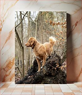 Πίνακας, Dog on Tree Stump in Forest Σκύλος σε κούτσουρο δέντρου στο δάσος