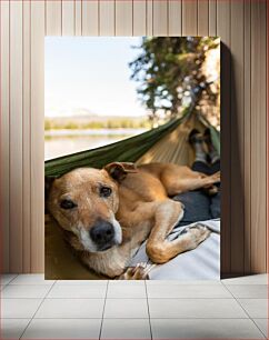 Πίνακας, Dog Relaxing in Hammock Χαλάρωση σκύλων στην αιώρα