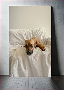 Πίνακας, Dog Relaxing on Couch Σκύλος που χαλαρώνει στον καναπέ