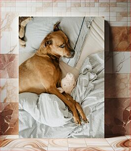 Πίνακας, Dog Relaxing with Toy on Bed Σκύλος που χαλαρώνει με το παιχνίδι στο κρεβάτι