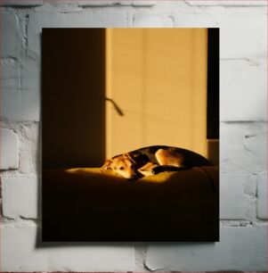 Πίνακας, Dog Resting in Warm Light Σκύλος που ξεκουράζεται στο ζεστό φως