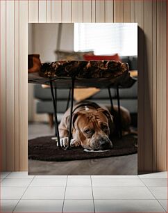 Πίνακας, Dog Resting Under Table Σκύλος που ξεκουράζεται κάτω από το τραπέζι