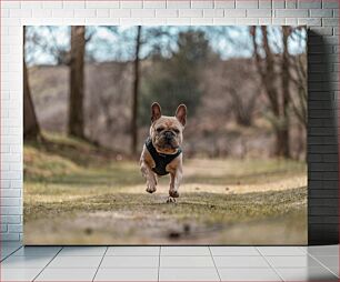 Πίνακας, Dog Running in the Park Σκύλος που τρέχει στο πάρκο