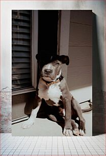 Πίνακας, Dog Sitting by the Door Σκύλος που κάθεται στην πόρτα