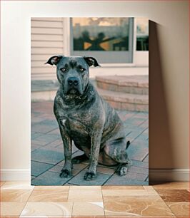 Πίνακας, Dog Sitting on Patio Σκύλος που κάθεται στο αίθριο