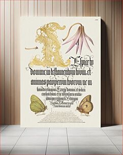 Πίνακας, Dog-Tooth Violet and Butterflies from Mira Calligraphiae Monumenta or The Model Book of Calligraphy (1561–1596) by Georg Bocskay and Joris Hoefnagel