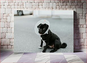 Πίνακας, Dog Wearing a Protective Cone Σκύλος που φορά προστατευτικό κώνο