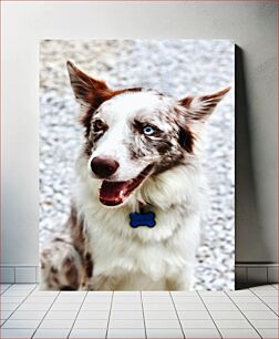 Πίνακας, Dog with Heterochromia Σκύλος με ετεροχρωμία