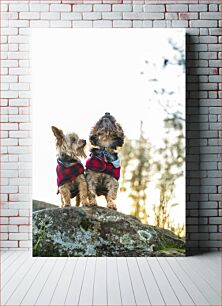 Πίνακας, Dogs in Plaid Jackets Σκυλιά με καρό μπουφάν