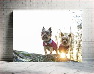 Πίνακας, Dogs in Plaid Sweaters Outdoors Σκύλοι σε καρό πουλόβερ εξωτερικού χώρου